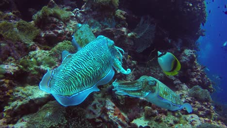 Sepia-Apareándose-Y-Protegiéndose-De-Otros-Machos-En-Un-Arrecife-De-Coral-Tropical