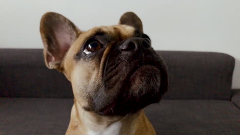 French-bulldog-face-close-up