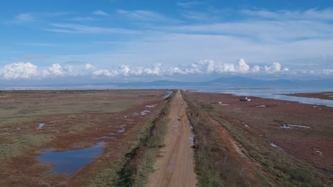 Toma-Aérea-Descendente-Tomada-Con-Un-Dron-Siguiendo-Un-Camino-De-Tierra-Con-Vacas-Comiendo-Pasto-Cerca-Del-Delta-Del-Río-Axios-En-El-Norte-De-Grecia,-Tesalónica