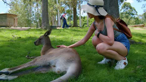 Young-Malaysian-Woman-Patting-A-Red-Kangaroo-Laying-In-The-Grass