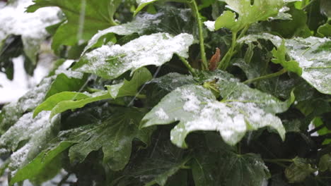 Glossy-green-leaves-of-a-Fatsia-japonica-close-up,-plant-blowing-in-the-wind-with-falling-snow-and-snow-on-the-leaves