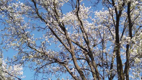 Baum-Mit-Weißen-Blüten-Langsame-Schwenk-Nach-Links