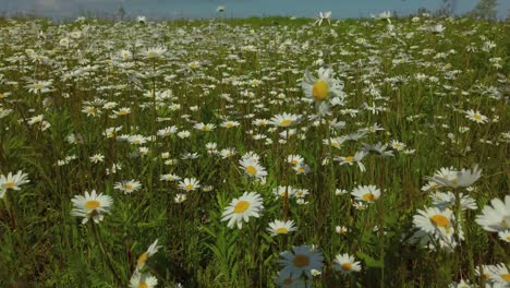 Weite-Aufnahme-Mit-Niedriger-Sicht-Auf-Hunderte-Von-Gänseblümchen-Auf-Einem-Feld,-Das-Im-Wind-Weht