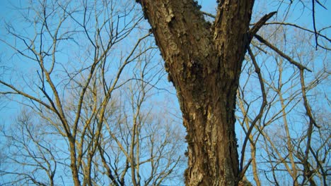 Looking-Upwards-to-Old-Trees-with-Long-Branches-with-Moss-on-a-Clear-Day