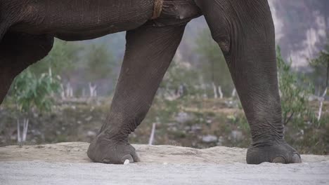 Family-best-travelling-with-elephant-on-their-vacation