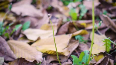 Floor-of-the-forest-with-fallen-dry-leaves-over-green-grass-at-seasonal-change,-concept-design-texture