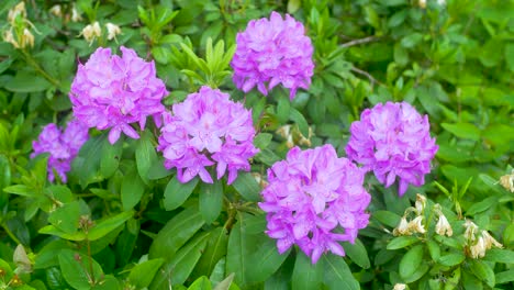 Five-big-purple-flower-blossoms-in-green-bush