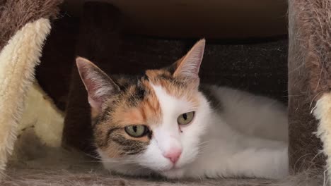 Three-colored-cat-lies-in-its-cave-in-the-close-up