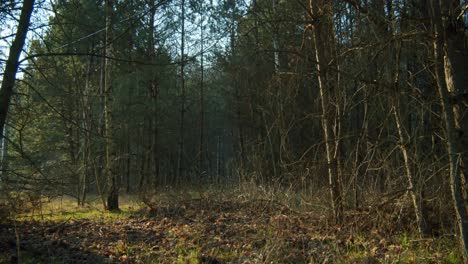 Der-Blick-Auf-Dichte-Wälder-Im-Nationalpark,-Beleuchtet-Von-Der-Abendsonne