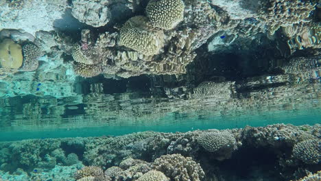 Arrecife-De-Coral-Sano-Y-Reflejos-Superficiales-Bajo-El-Agua-Poco-Profundos-Tomados-A-Mano