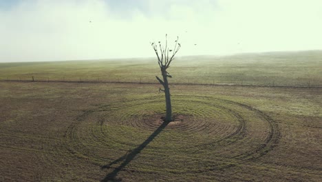 Toma-Aérea-En-órbita-De-Un-árbol-Solitario-En-Un-Campo-Con-Pájaros-Posados-Sobre-él.