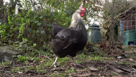 Hybrid-chicken-free-range-in-back-garden.-UK