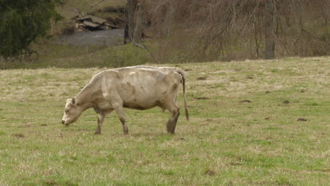 Weiße-Kuh-Grast-Auf-Einem-Feld-In-Der-Nähe-Eines-Baches