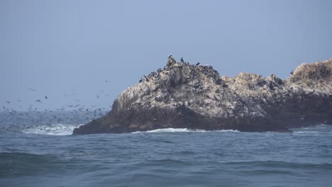 Aves-Playeras-Salvajes-Anidando-Y-Volando-En-Una-Pequeña-Isla-Cerca-De-La-Costa-En-El-Océano-Pacífico