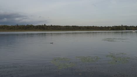 Captured-via-drone-footage,-a-lonely-ducking-in-search-of-food-or-family-members