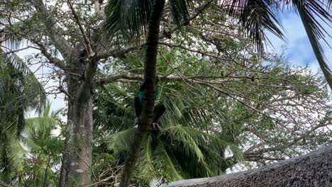 Male-black-hotel-employee-in-turqouise-uniform-climbing-coconut-tree-to-gather-some-coconuts-for-guests