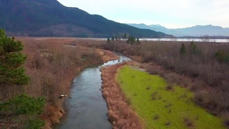 Two-bald-eagles-take-off-a-tree-branch-and-soar-over-an-azure-creek-full-of-salmon-at-Harrison-Mills,-British-Columbia,-Canada