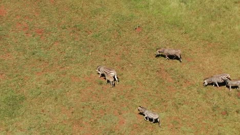 Baby-zebra's-and-family-walking-in-the-veld