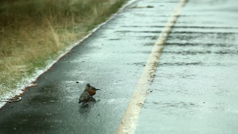 Birds-feeding-on-a-mountain-road-close-up