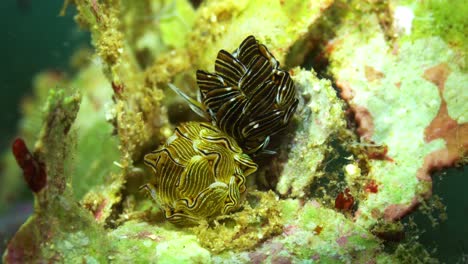 Cyerce-Sp-Nacktschnecke-Schmetterling-Nacktschnecke-Manado-Bucht-Nord-Sulawesi-Indonesien-25fps-4k