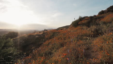 Superfloración-De-La-Amapola-De-California