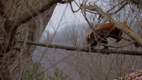 Small-Red-Panda-Walks-Across-on-Branch-in-the-Wild-on-Tree,-Close-Up