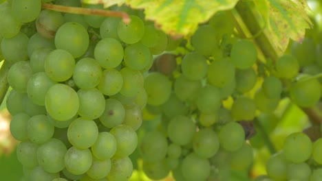 Green-grapes-hanging-in-a-vineyard