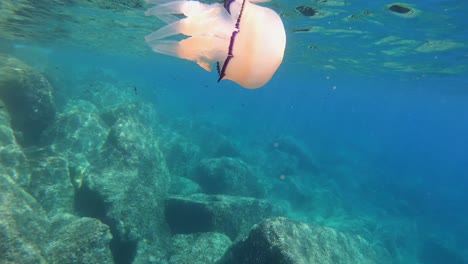 Una-Gran-Y-Hermosa-Medusa-Flota-En-La-Superficie-Del-Agua.