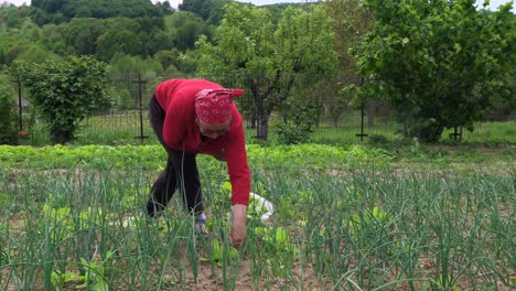 Old-Farmer-Woman-Collecting-Garden-Orache,-Atriplex-Hortensis