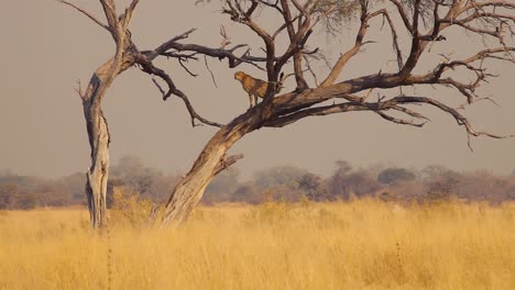 Wachsamer-Gepard-Sitzt-Auf-Blattlosem-Baum