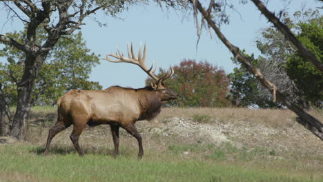 A-large-elk-walks-through-a-field-and-looks-at-the-camera-in-slow-motion