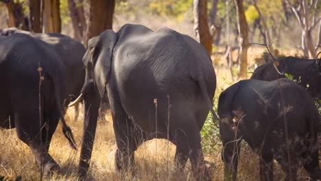 Back-view-of-herd-of-Elephants-passing-by