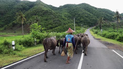 Eine-Hirtin-Und-Eine-Herde-Büffel-Laufen-Auf-Der-Straße-In-Süd-Lombok,-Indonesien,-Mit-Den-Grünen-Bergen-Im-Hintergrund