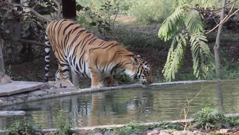 Ein-Großer-Junger-Bangaltiger-Trinkt-Wasser-Aus-Einem-Teich-Im-Zoopark.-Ich,-Eine-Große-Katze,-Trinkt-Wasser-Aus-Einem-Teich.