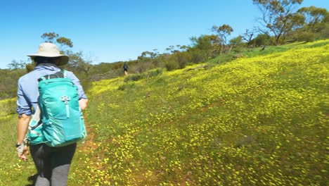 Hiker-walks-through-native-yellow-wildflowers,-Western-Australia