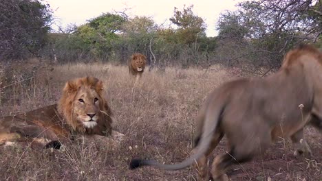 A-smooth-steady-shot-of-three-adolescent-male-lions-greeting-each-other