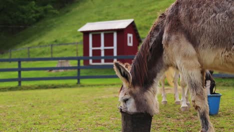 Burro-Bajando-La-Cabeza-En-Un-Cubo,-Comiendo,-Hermosa-Granja,-Paralaje,-Cinematográfico-Hd-60p