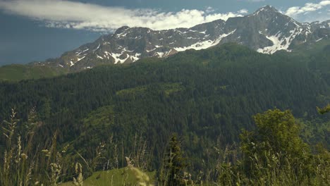 Scenic-view-of-endless-woodlands-and-the-Swiss-Alps-on-background-at-daytime