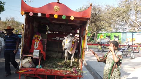 Sacred-Cow-in-Back-of-Lorry-outside-Temple-on-Holy-Day-at-Mysore,-Mysuru,-Karanataka,-India