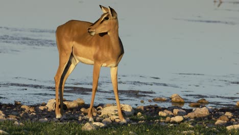 Una-Hembra-De-Antílope-Impala-Alimentándose-En-Un-Abrevadero,-Parque-Nacional-Etosha,-Namibia