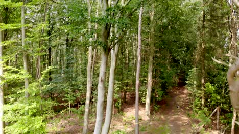 Luftaufnahme,-Nach-Oben-Fliegen-In-Einem-Wald-In-Odsherred,-Seeland,-Dänemark