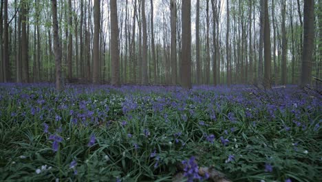 Tief-über-Dem-Boden-Aufgenommener-Magischer-Wald-Mit-Glockenblumen-Und-Atemberaubenden-Blauen-Blüten