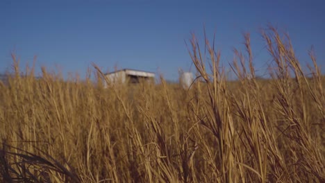 Gras-Weht-Im-Leichten-Wind-Mit-Einer-Scheune-Im-Hintergrund