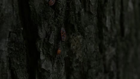 Bug-going-down-on-a-tree-in-park