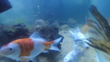 Peces-Koi-Y-Tiburones-Juntos-Buscando-Comida-En-El-Acuario