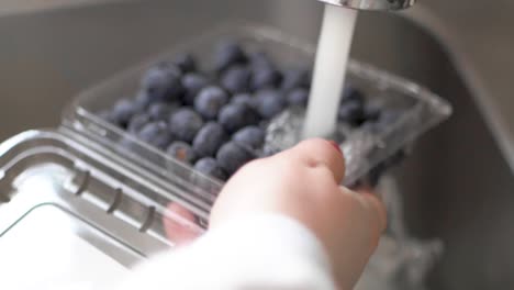 Washing-Pack-of-Blue-Berries-in-Home-Kitchen-Sink