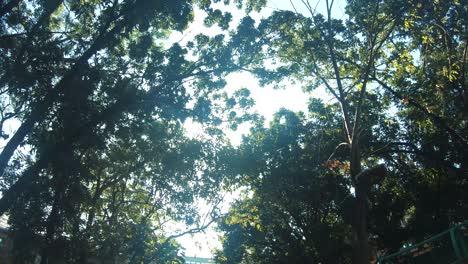 Mirando-Hacia-El-Cielo-Con-Un-árbol