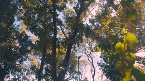 árbol-En-El-Día-Soleado