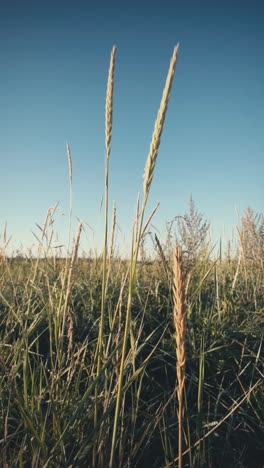 Vertical-view-of-grass-reed-on-a-summer-afternoon-in-Denmark