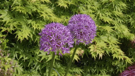 Toma-Panorámica-Mirando-Hacia-Arriba-A-Dos-Flores-De-Allium-Purple-Sensation